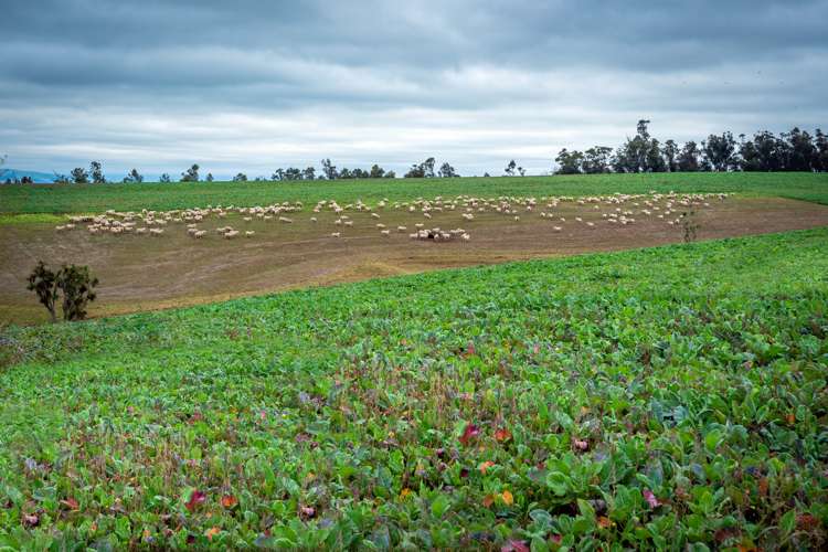 55 Dinda Road Waitohi_8