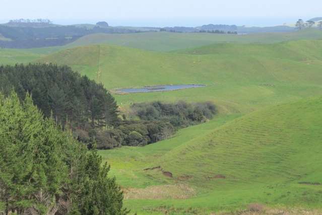 Airstrip Road Dargaville Surrounds_2