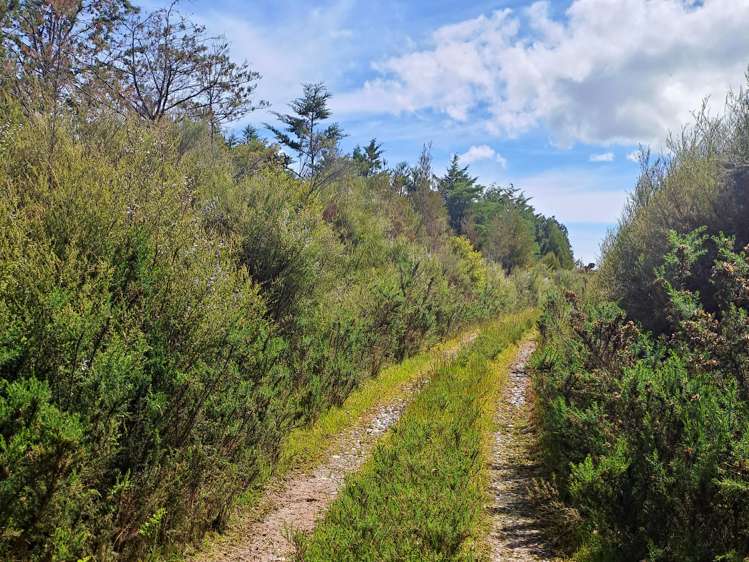 Virgin Flat Road Cape Foulwind_5