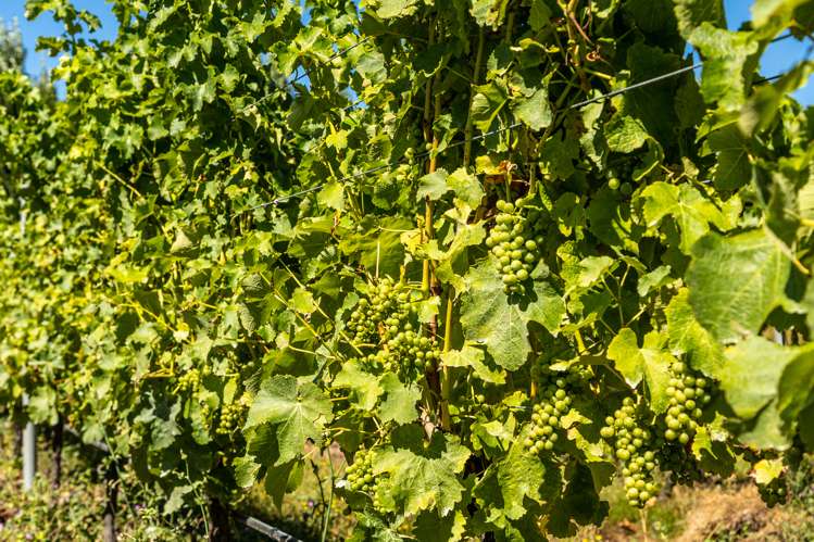 287 Brancott Road Fairhall_6