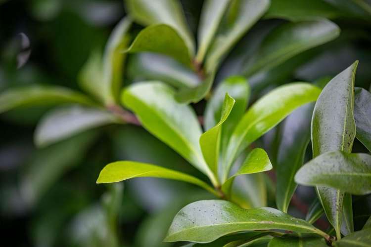 52 Cambridge Road Hillcrest_23