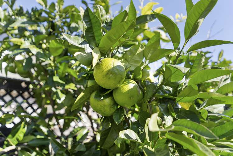 286a Saint Heliers Bay Road Saint Heliers_18