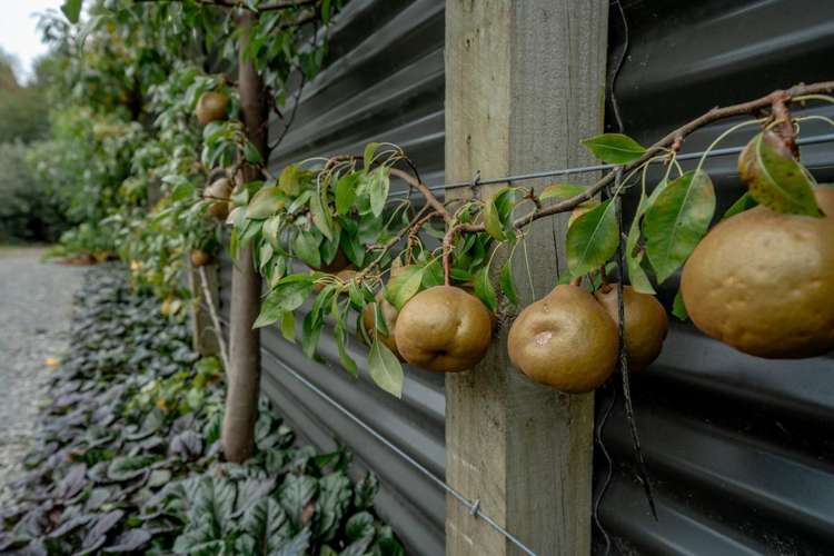 33 Beattie Road Kawerau_23