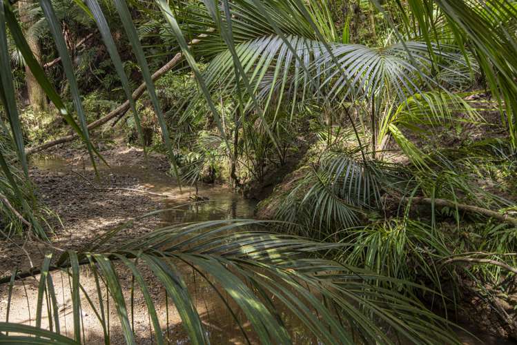 45 Kiwi Lane Kaiwaka_11