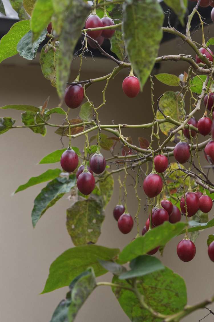 14 Tupelo Place Ohauiti_54