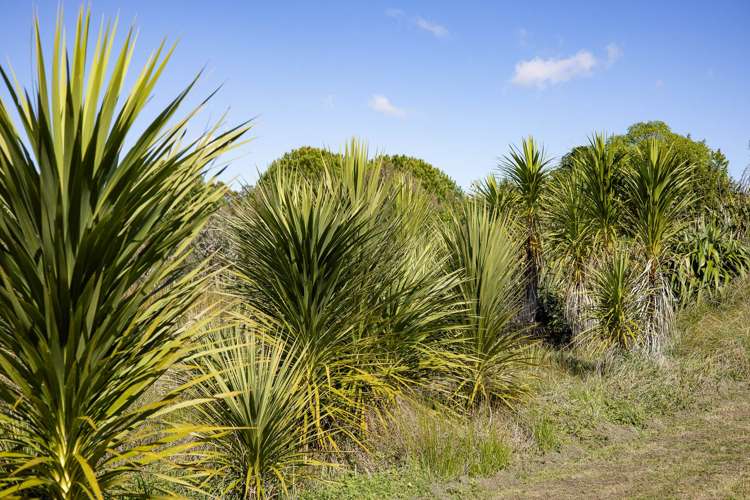 Lot 2/357 Oneriri Road Kaiwaka_9