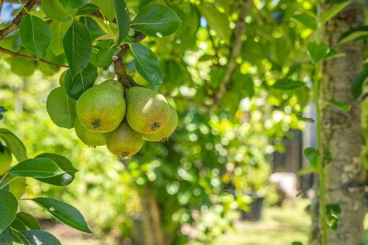 34 Horopito Road Waikanae_30