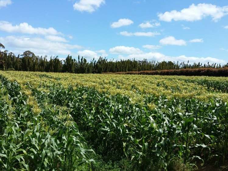 135 Waipapa West Road Kerikeri Surrounds_2