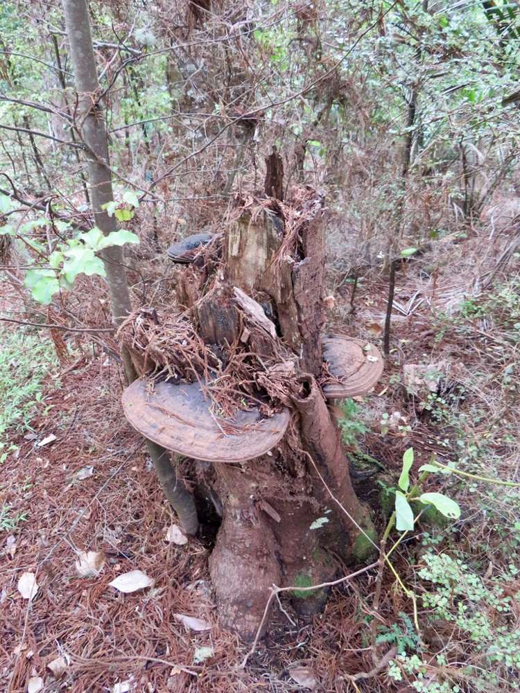 504b Wairere Road Maungaturoto_7