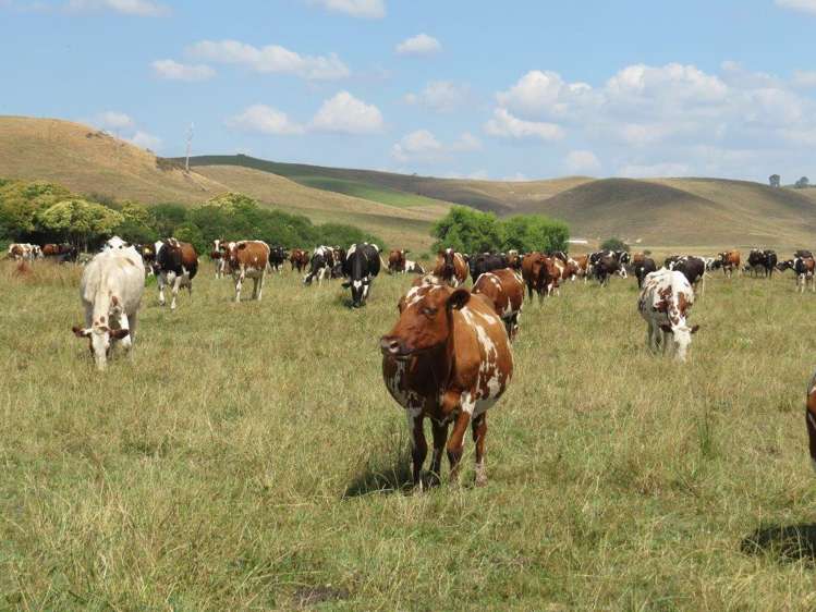 314 Martin Road Waerenga_10