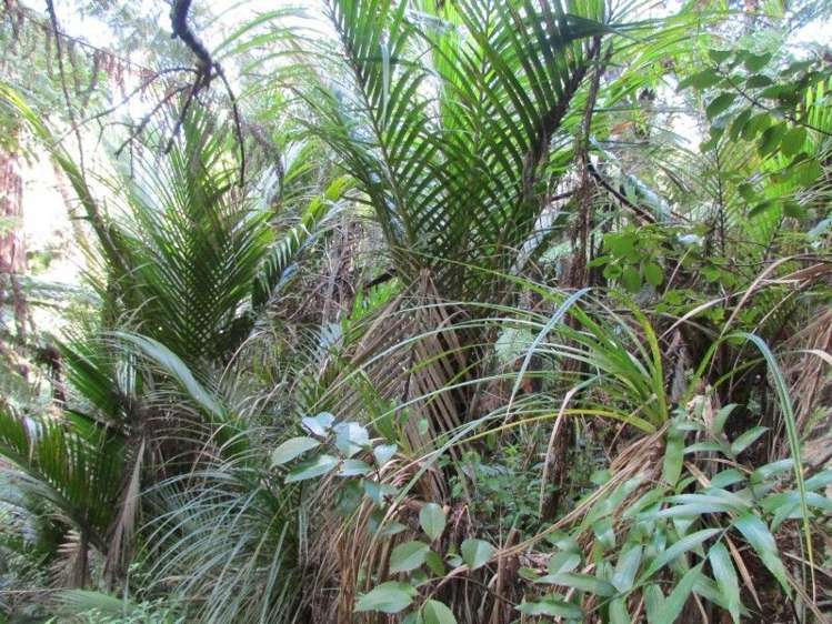 124 Victoria Street Whakatete Bay_26