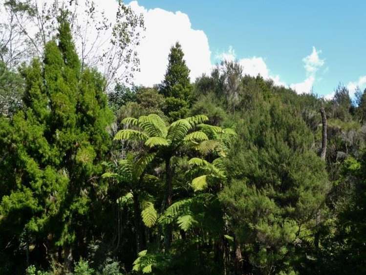 260 State Highway 10 Cable Bay_61