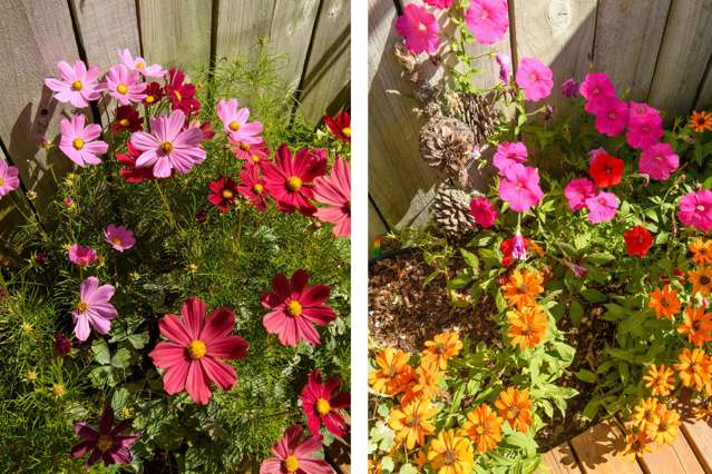 107/11 Kamahi Crescent Papamoa_3