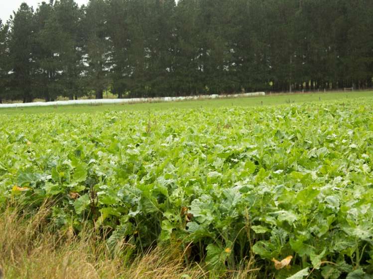 18 Sutherlands Road Pleasant Point_13