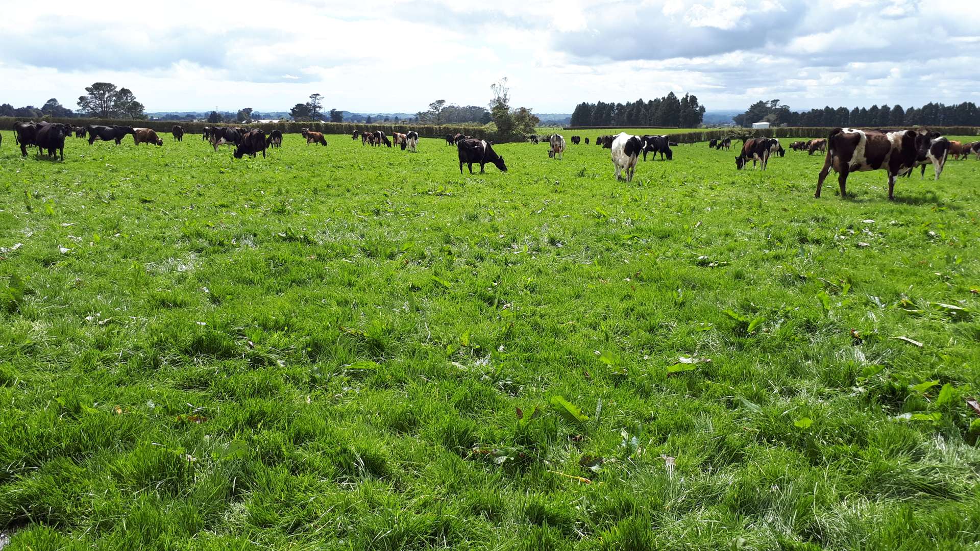 1971 Egmont Road Kaimiro_0