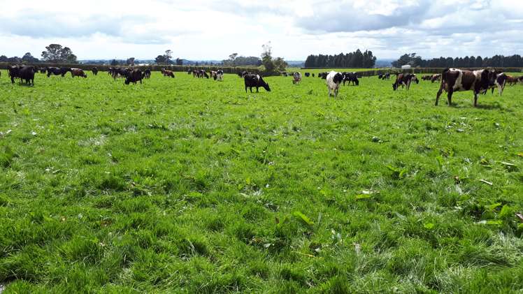 1971 Egmont Road Kaimiro_0