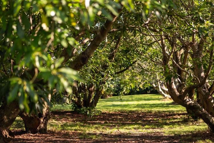 10A Bridgman Lane, Tanners Point Katikati_41