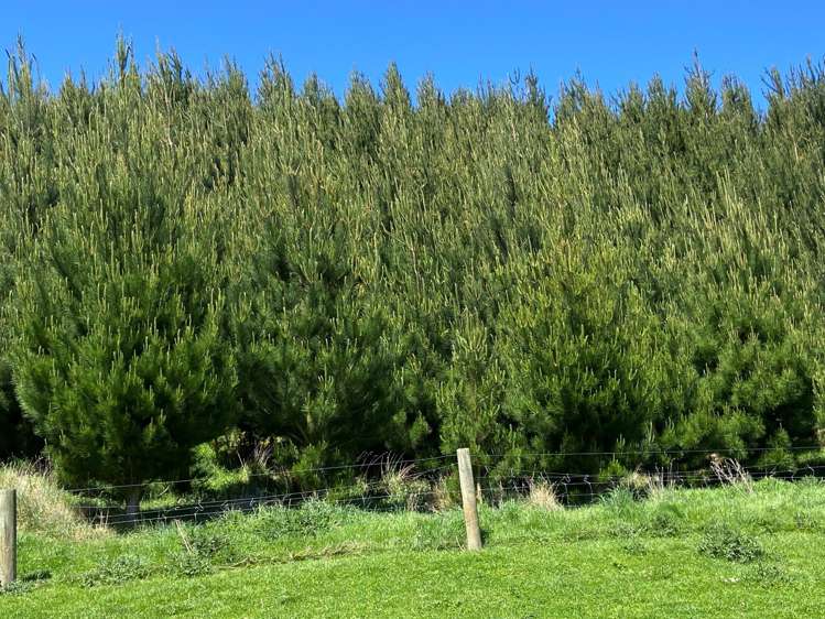 66 Otokia-Kuri Bush Road West Henley_27