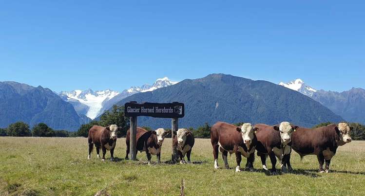 97b Cook Flat Road Fox Glacier_18