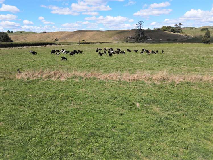 State Highway 29 Matamata_5