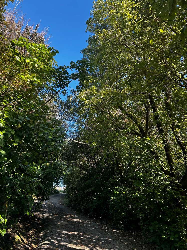 499 Wainui South Road Whakamarama_33