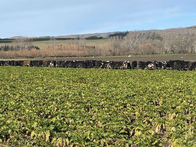 305 Tengawai Flat Road Pleasant Point_4