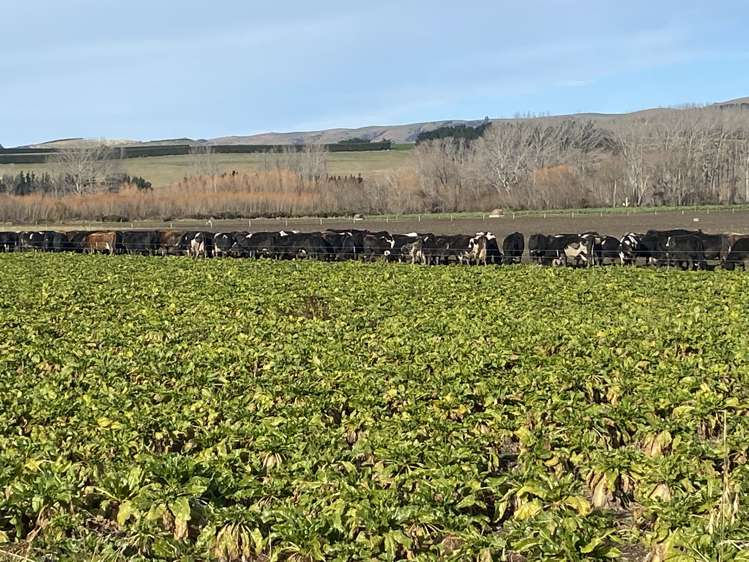 305 Tengawai Flat Road Pleasant Point_4