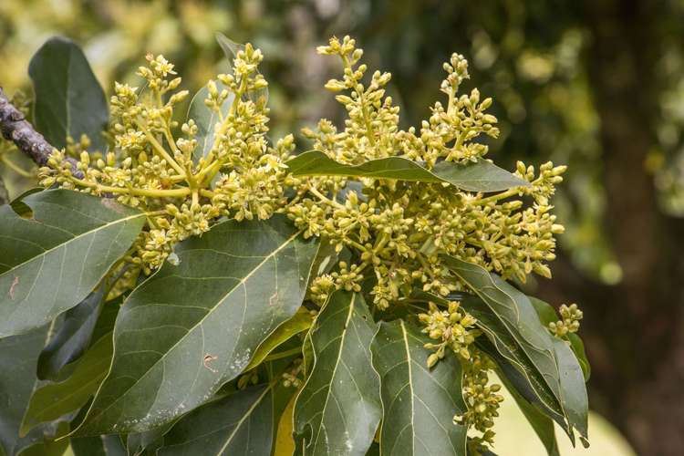 311 Wainui South Road Whakamarama_30