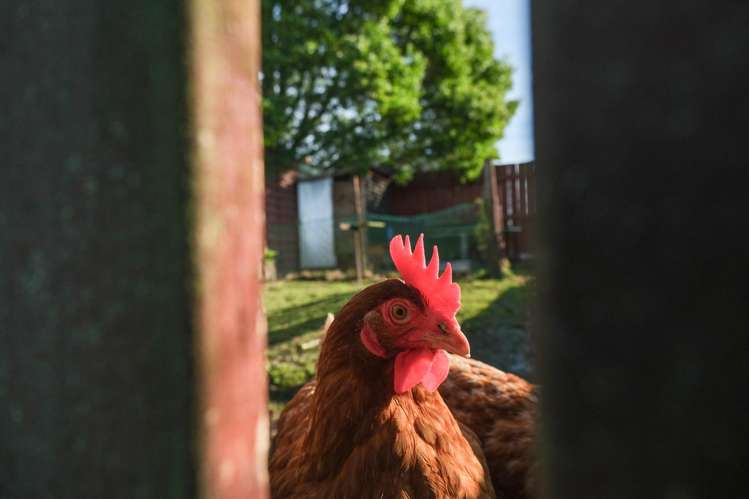 5 Kahikatea Street Murupara_17