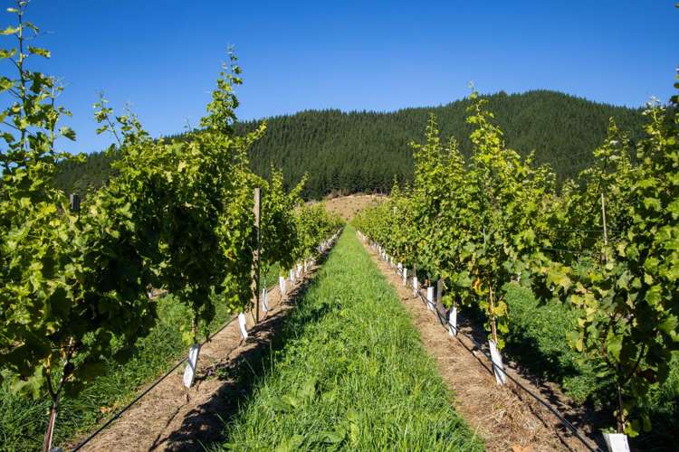 95 Speeds Road Koromiko_11