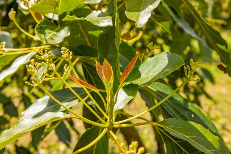 143 Norris Road Maungatapere_16