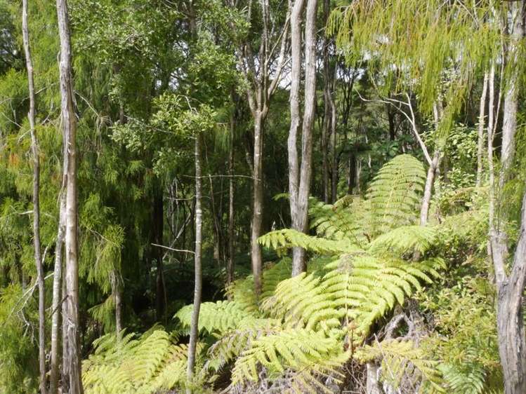 321a Quine Road Tahuna_13