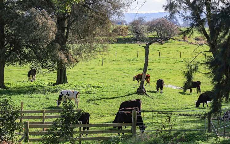 78 Mellon Road Te Aroha_21