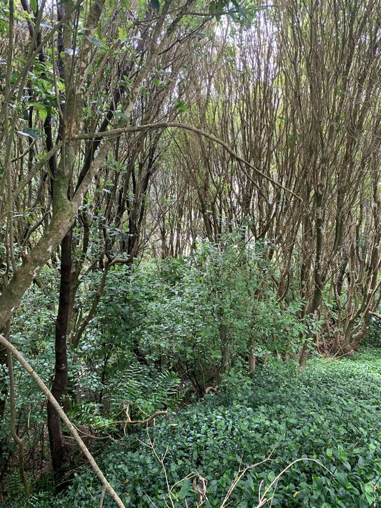 27 Westhaven Drive Tawa_5