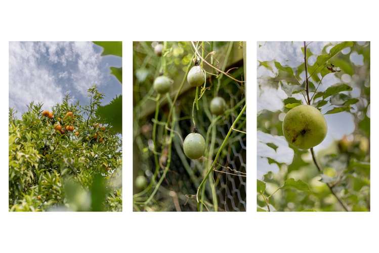 20 Emmerdale Place Ohauiti_30