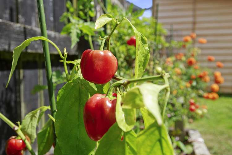 29 Gadsby Street Avalon_15