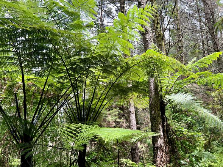 Waitete Road Waihi_16