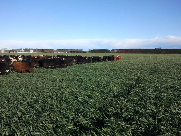 630 Grahams Road Willowby_24