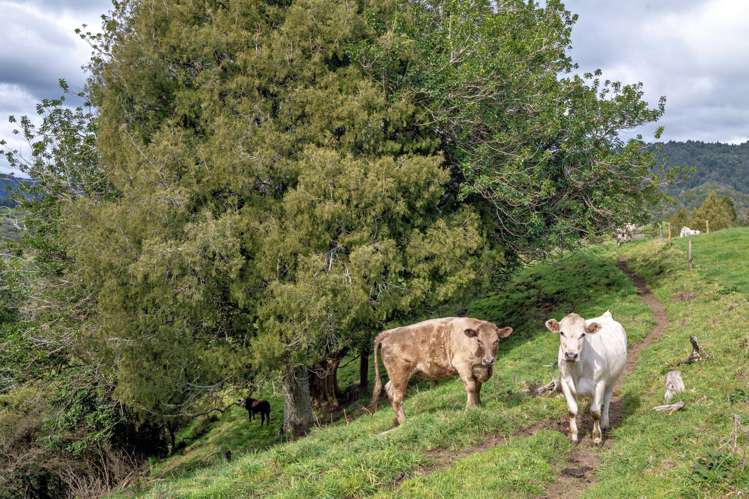 636 Otara Road Opotiki_19