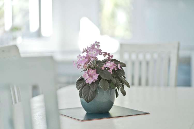 19 Gumdigger Rise Silverdale_7