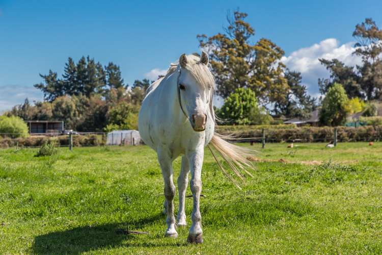 177 Selwyn Lake Road Leeston_11