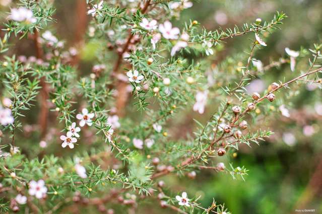 220 Kern Road Ramarama_3