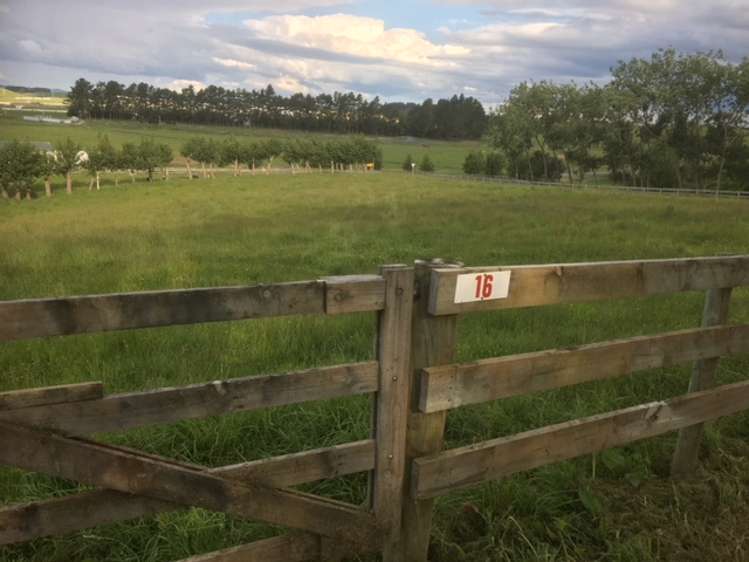 16 Graham Mcrae Place Te Kauwhata_1