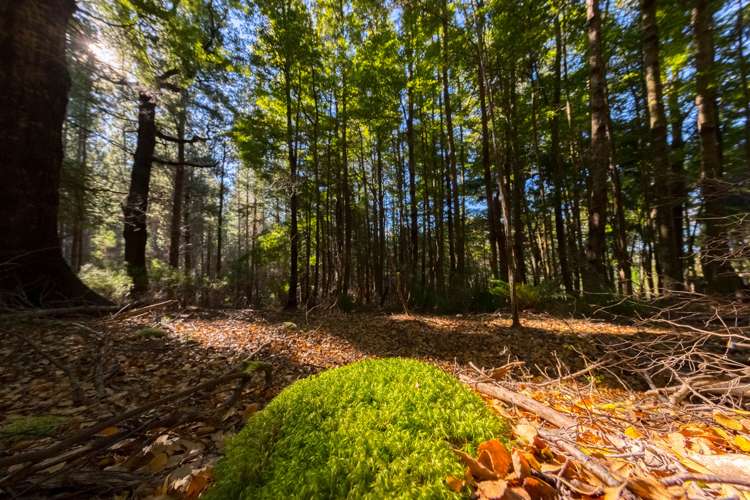 419b Katherine Mansfield Drive Blue Mountains_9