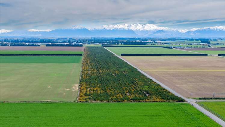 Company Road Ashburton_7