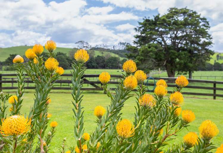 145A Port Marsden Highway Ruakaka_21