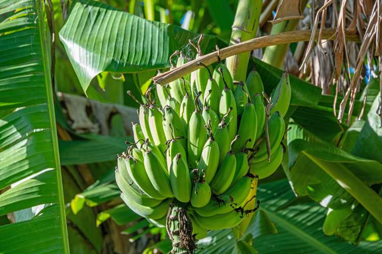 2640 South Head Road South Head_31