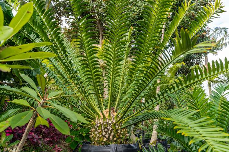 656 One Tree Point Road Ruakaka_16