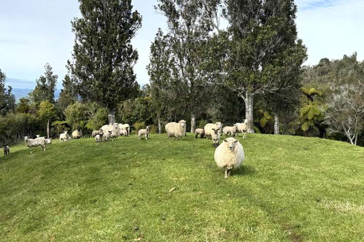 85 Te Raumauku Road Otorohanga_43