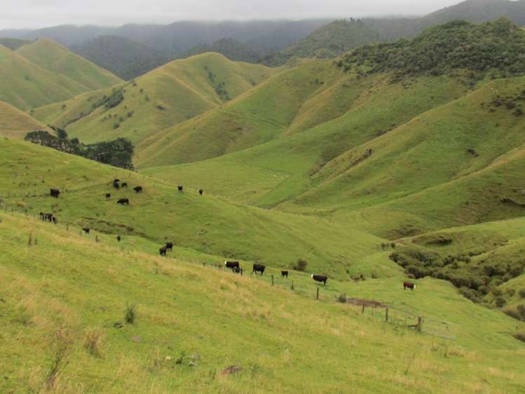 629 Tamaki East Road Rangitikei Surrounds_5